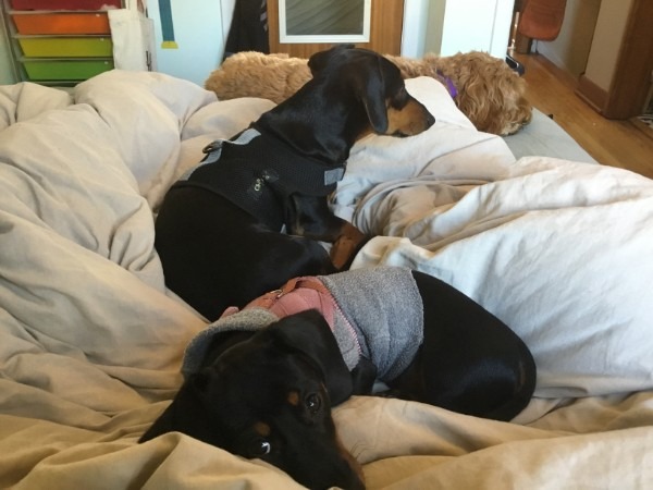Kingston mom questions public safety response after dog killed in Yonge Street attack